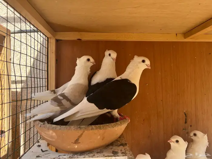 حمام زينة - 13 حبة حب رمان مكتفات جملة 4