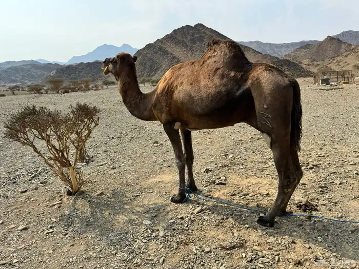 البيع جمل سحلي 1
