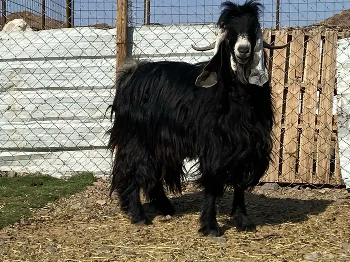 تيس عارضي صنف رباع فحل 9