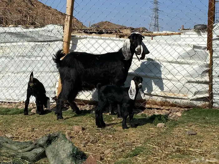 عنز عارضيه صنف والد تحتها تيس وجفره 29