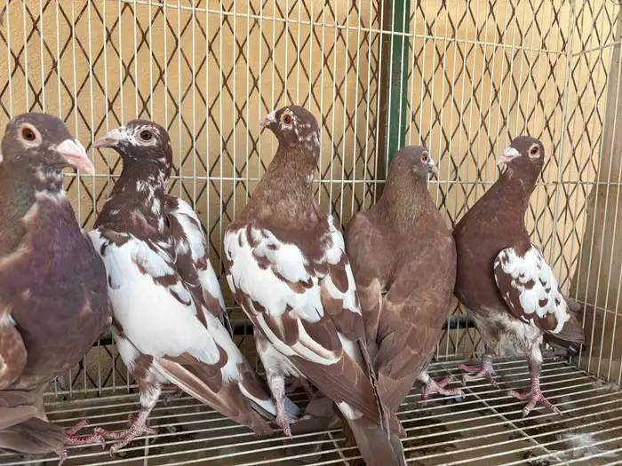 زاجل شوكليت 1