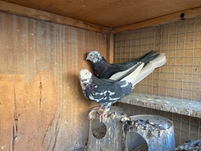 جوز خرش معاريف 2