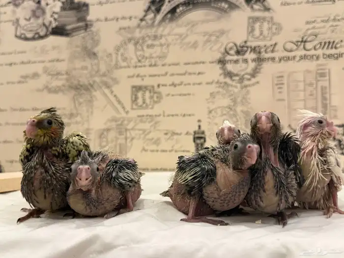 فروخ كوكتيل (كروان) للبيع 0