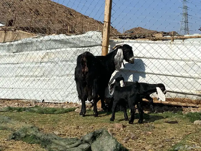 عنز عارضيه صنف والد تحتها تيس وجفره 30