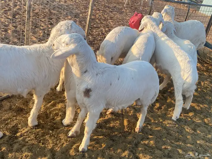 خرفان حريات العدد 8 حالهم طيب العمر فوق لأربع شهور 2