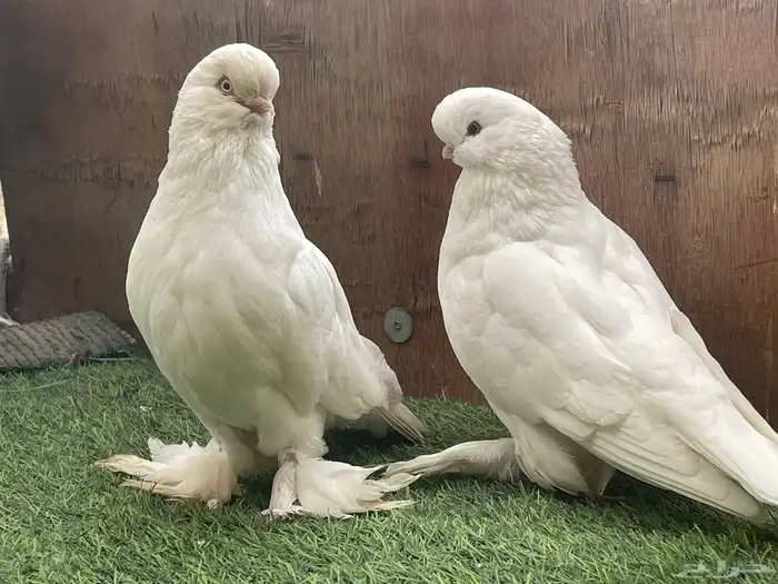 حمامه لونق فيس منتج 4