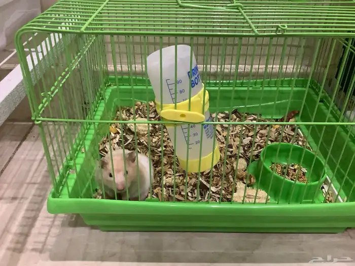 هامستر سوري معا عيالها 1