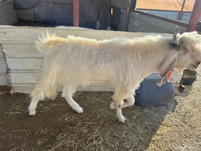 تبس فحل ربااع 1