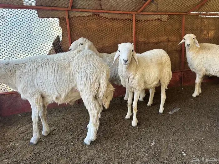 طليان للبيع ذابيح ومرعى 16