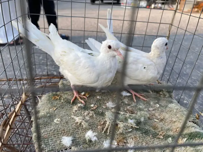 للبيع 6 حمام حبات ياكريم 2