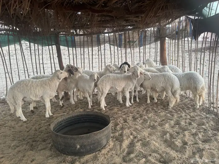 طليان حري ذبائح  من 7 شهور إلى سنة 2