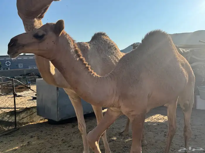 ناقة للبيع 3