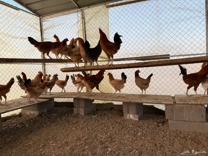 دجاج بلدي بياض العدد حول 100 4