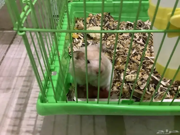 هامستر سوري معا عيالها 0