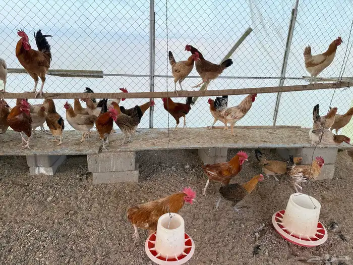 دجاج بلدي بياض العدد حول 100 0