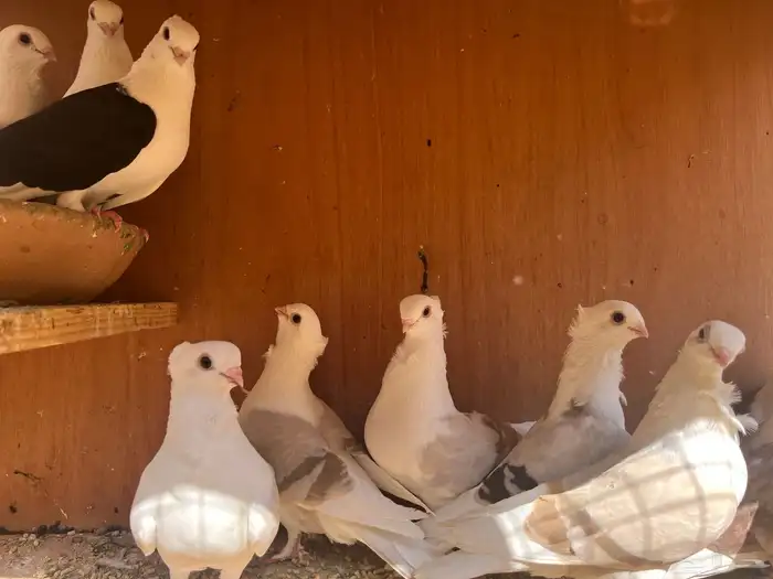 حمام زينة - 13 حبة حب رمان مكتفات جملة 3