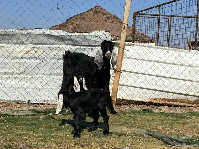 عنز عارضيه صنف والد تحتها تيس وجفره 18