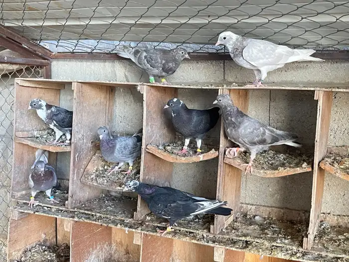 حمام طبات قطيفي 0