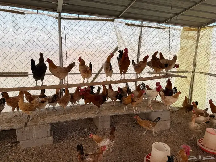 دجاج بلدي بياض العدد حول 100 2