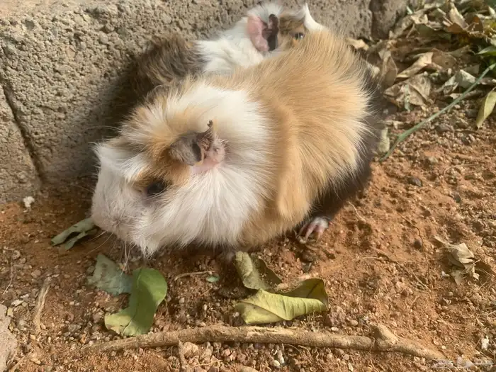 وبر بلدي للبيع 1