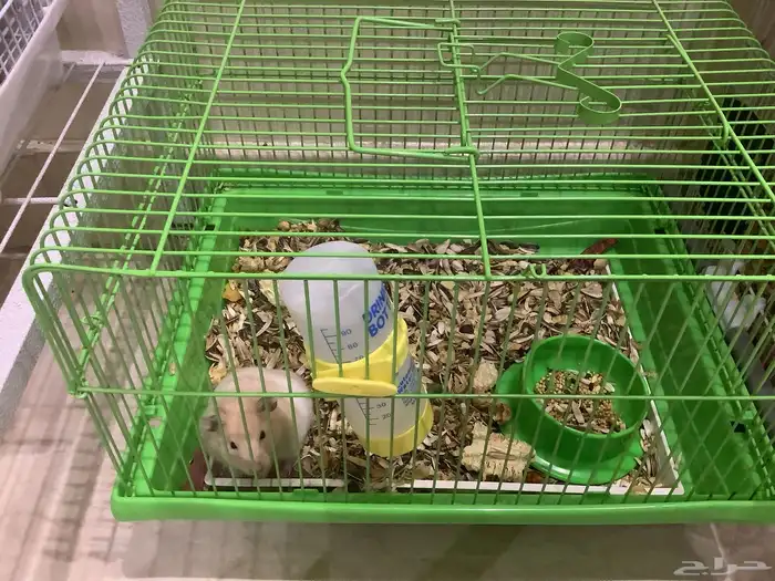 هامستر سوري معا عيالها 2