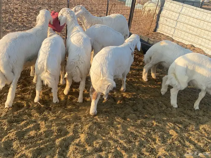 خرفان حريات العدد 8 حالهم طيب العمر فوق لأربع شهور 1