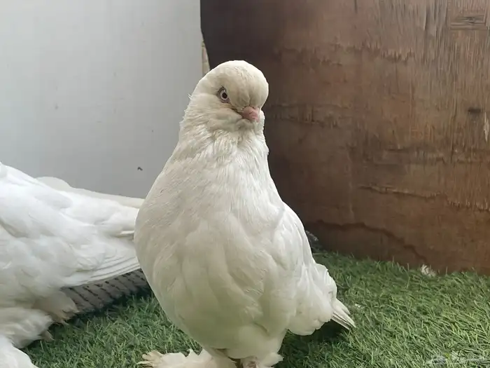 حمامه لونق فيس منتج 2