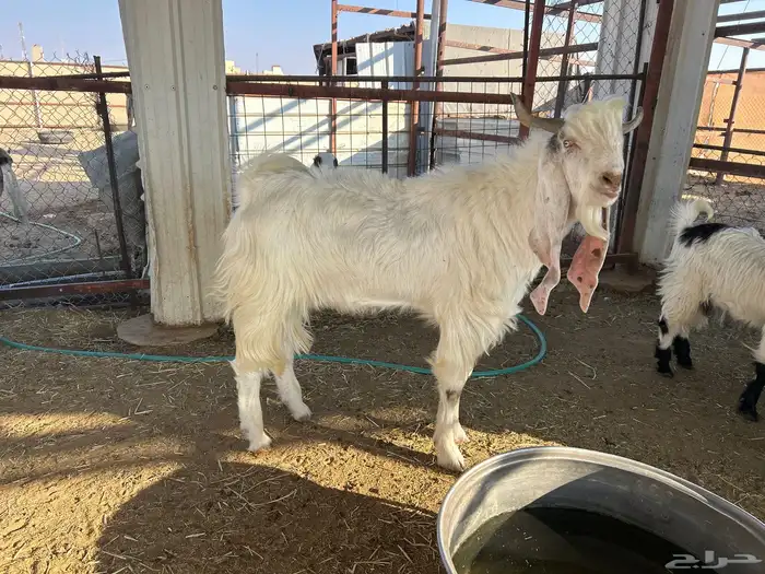 تبس فحل ربااع 0