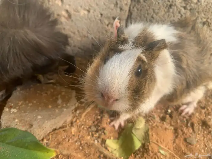 وبر بلدي للبيع 2