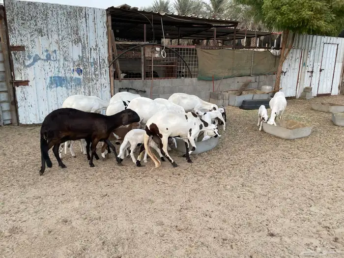 شياه سواكن رغايث 0