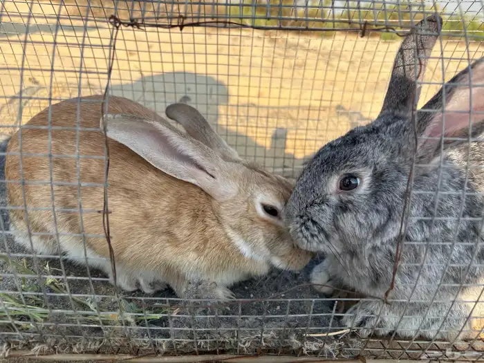 للبيع أرانب 2