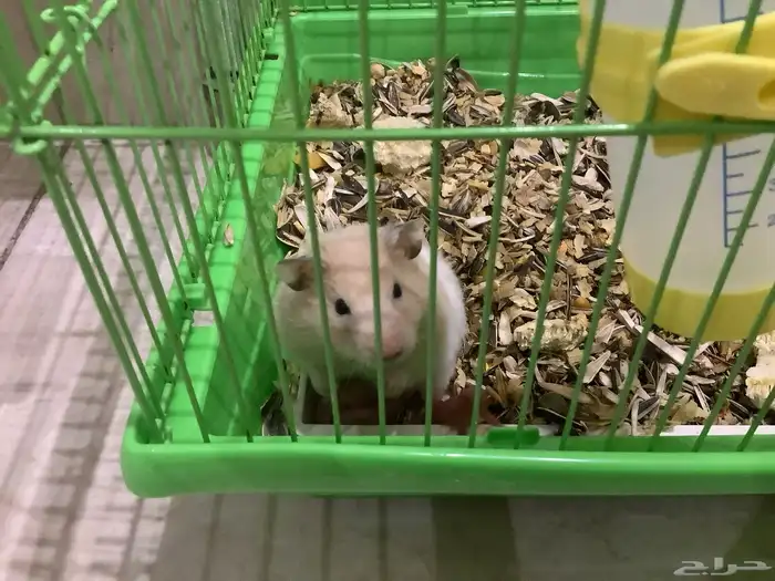 هامستر سوري معا عيالها 3