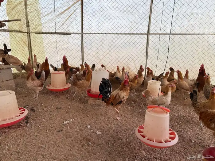 دجاج بلدي بياض العدد حول 100 3