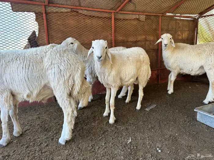 طليان للبيع ذابيح ومرعى 15