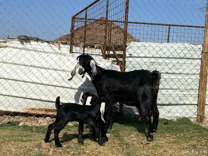 عنز عارضيه صنف والد تحتها تيس وجفره 3