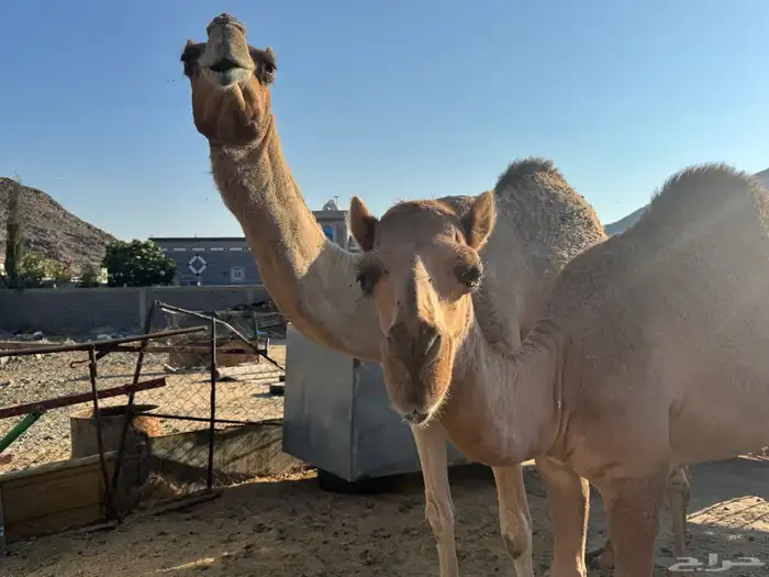 ناقة للبيع 1