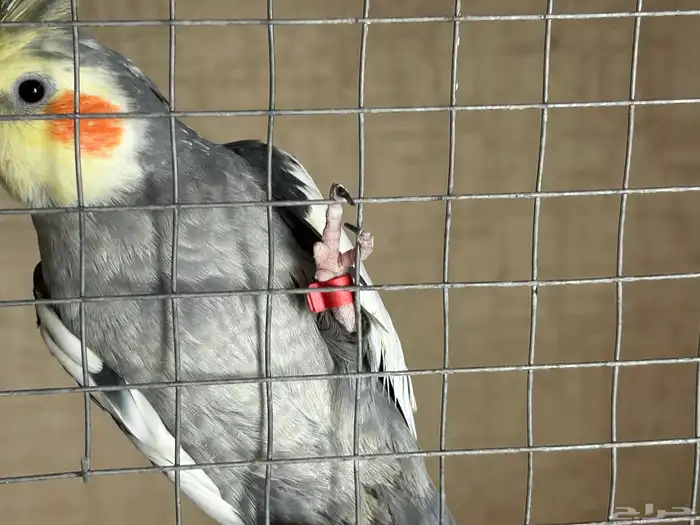 حجول كروان نحاس مقاس (6) mm 5