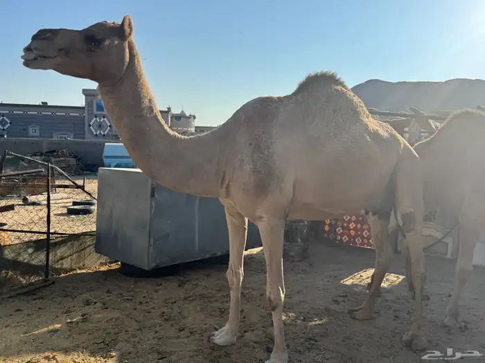 ناقة للبيع 6