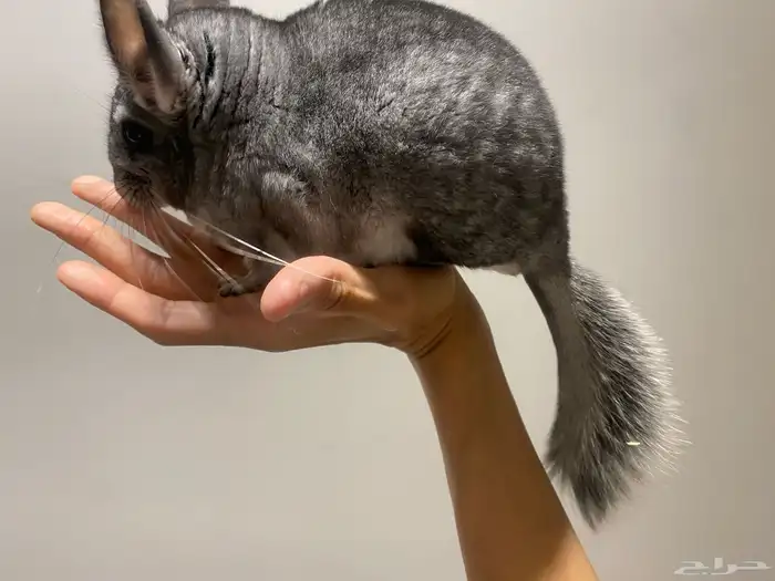 انثى شنشيلا حامل 0