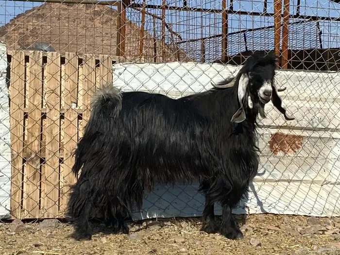 تيس عارضي صنف رباع فحل 0