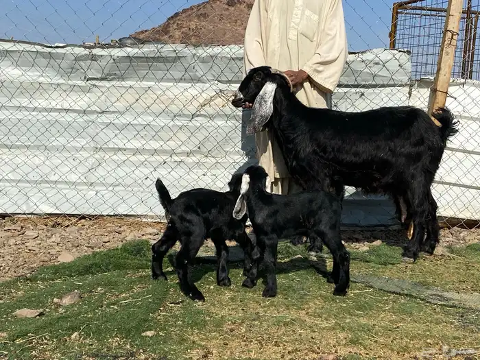 عنز عارضيه صنف والد تحتها تيس وجفره 10