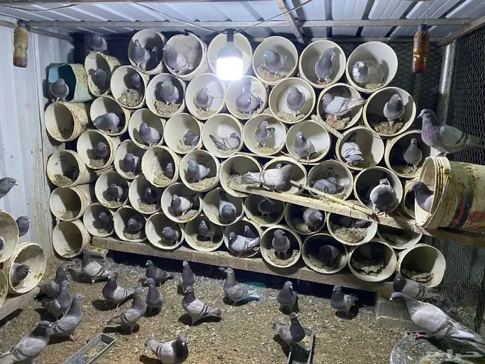 حمام فرنسي سلفر للبيع 100 زوج منتج 0