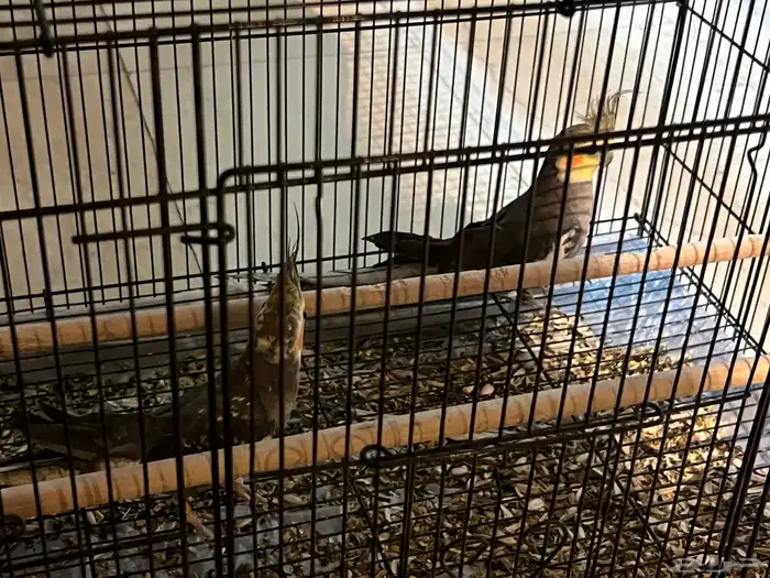 طيور كروان وهامستر للبيع 2