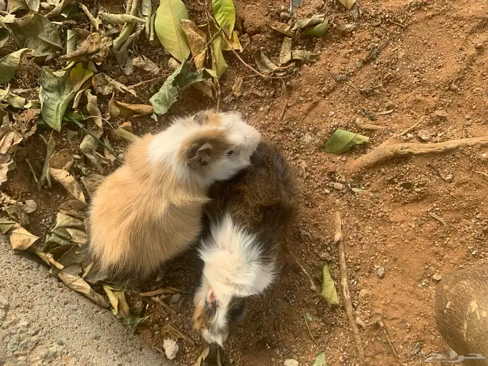 وبر بلدي للبيع 0