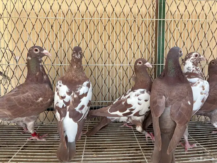 زاجل شوكليت 4