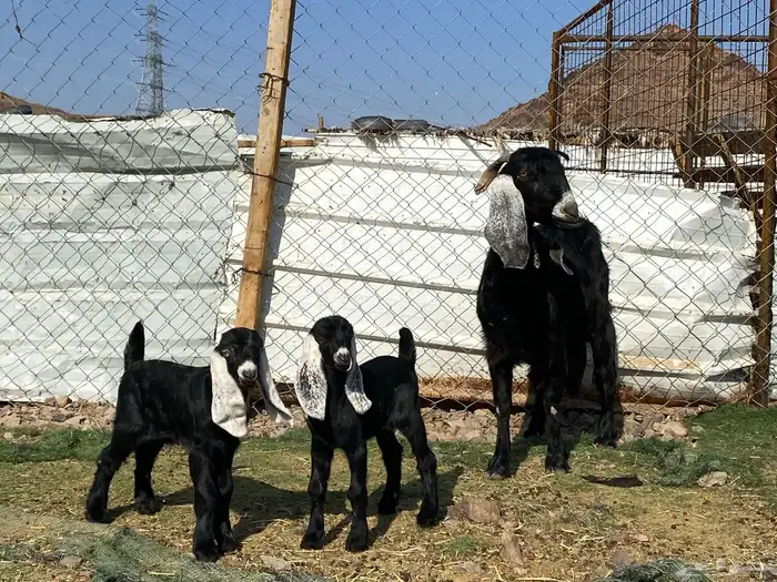 عنز عارضيه صنف والد تحتها تيس وجفره 0