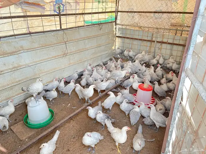 دجاج فيومي المنيوم 3