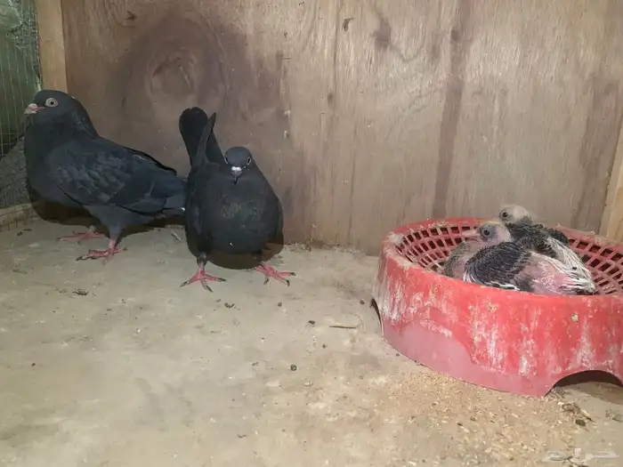 جوزين قطايف منتجات كل جوز معه فرخين ل البيع 2