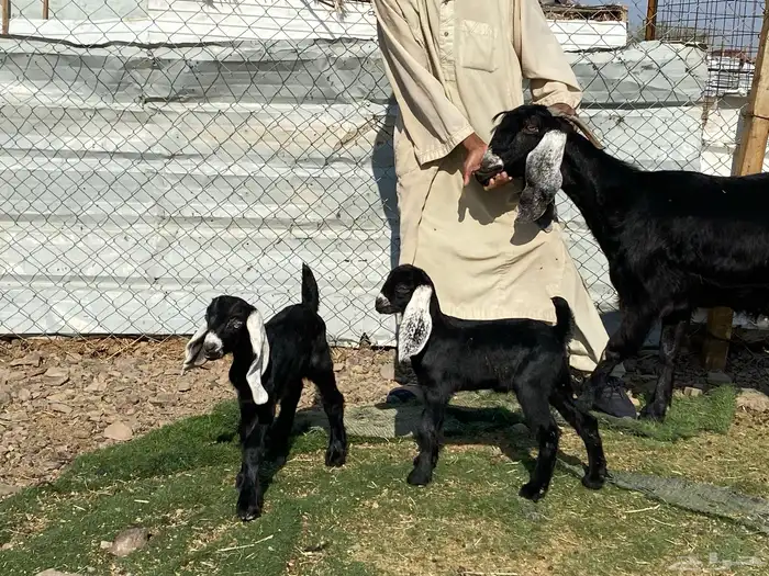 عنز عارضيه صنف والد تحتها تيس وجفره 6