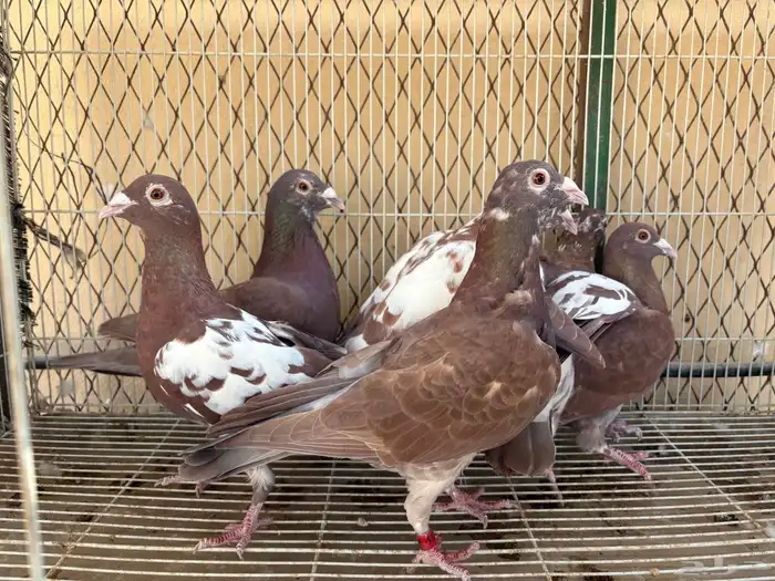 زاجل شوكليت 0